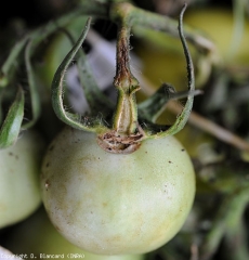 Chancre longitudinal em pedúnculo de tomate. Uma sépala foi totalmente «defundida». <b><i>Clavibacter michiganensis</i> subsp. <i>michigansensis</i></b> (cancro bacteriano)